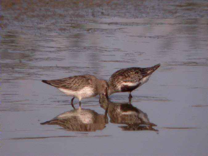 Territ variant, correlimos común (Calidris alpina)