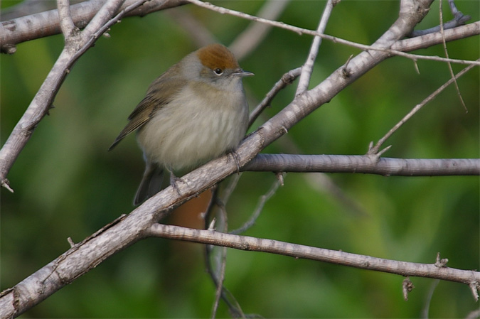 Tallarol de casquet-femella(Sylvia atricapilla)