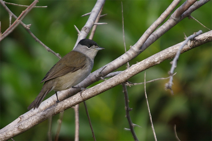 Tallarol de casquet-mascle(Sylvia atricapilla)