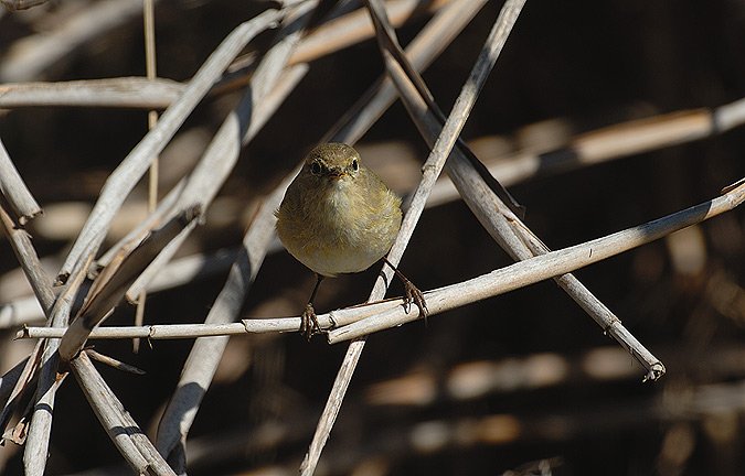 TALLAROL GROS - CURRUCA MOSQUITERA