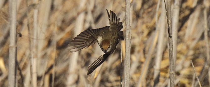 Tallarol de casquet femella (Sylvia atricapilla)