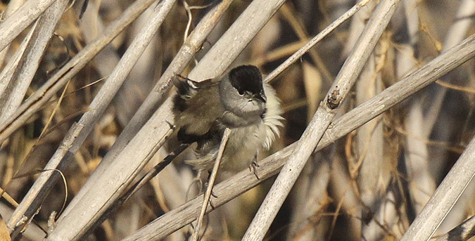 Tallarol de casquet mascle (Sylvia atricapilla) Sylviidae