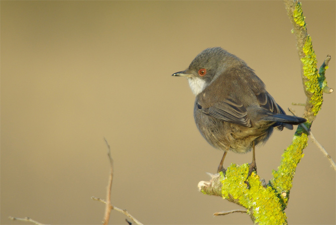 Tallarol capnegre(Sylvia melanocephala)