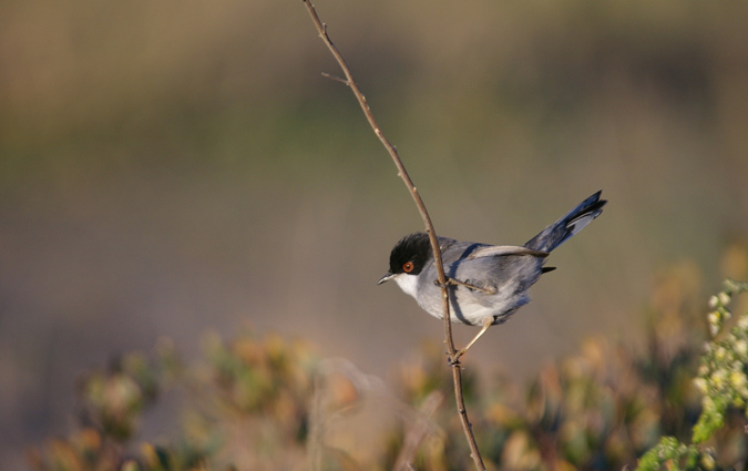 Tallarol capnegre(Sylvia melanocephala)