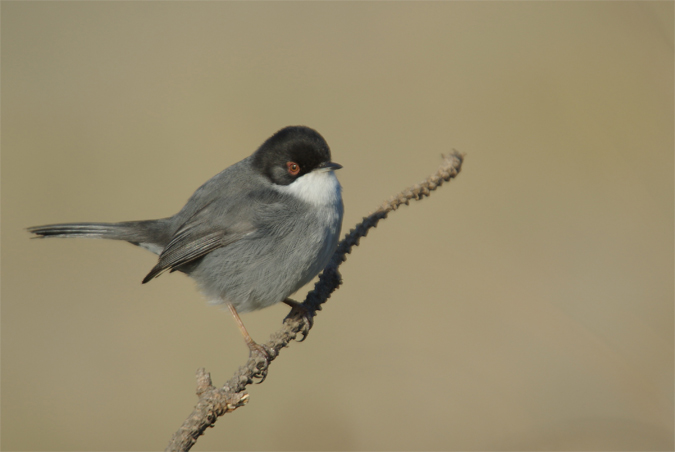 Tallarol capnegre(Sylvia melanocephala)