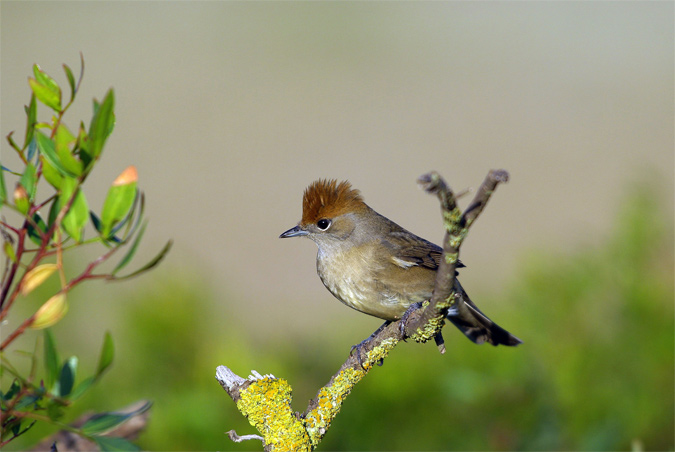 Tallarol de casquet femella(Sylvia atricapilla)