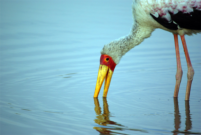 Tántalo africano(Mycteria ibis)