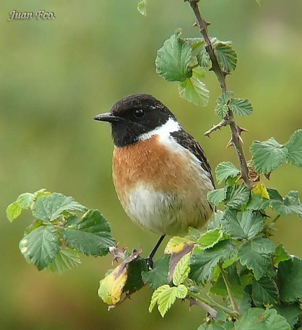 Tarabilla macho Saxicola torquata