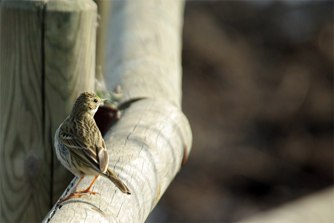 Titella(Anthus pratensis)