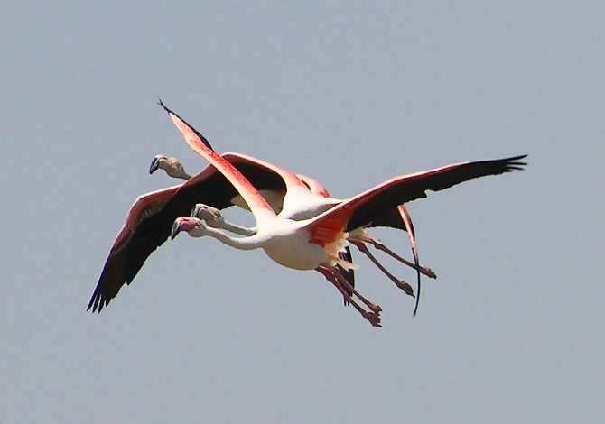 Tres flamencs volant junts