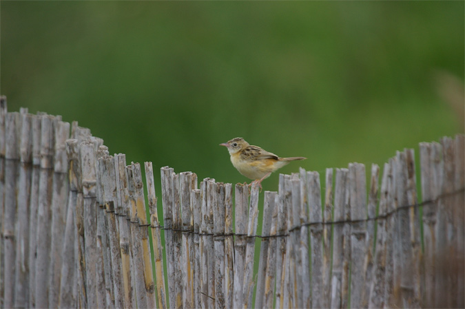 Trist(Cisticola juncidis)