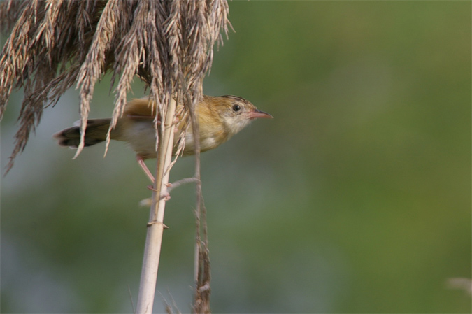 Trist(Cisticola juncidis)