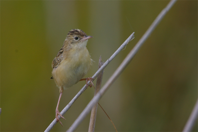 Trist jove(Cisticola juncidis)???