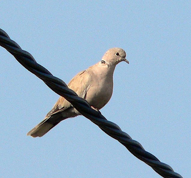 Tórtora turca, (Streptopelia decaoto)