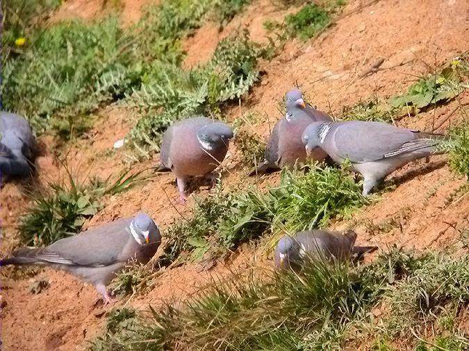 Tudons, paloma torcaz (Columba palumbus)