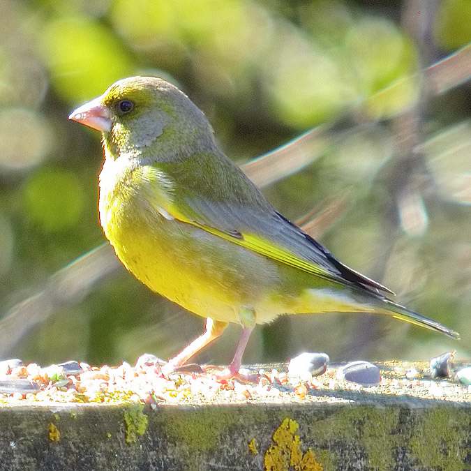 Verdum. verderón común (Carduelis chloris)