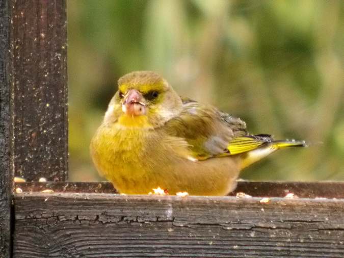 Verdum, verderón común (Carduelis chloris)