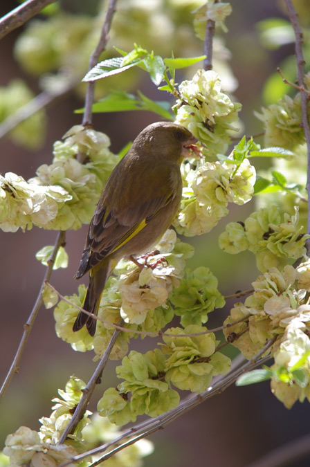 Verdum(Carduelis chloris)