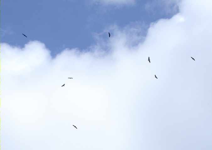 Voltors comuns, buitre leonado (Gyps fulvus)