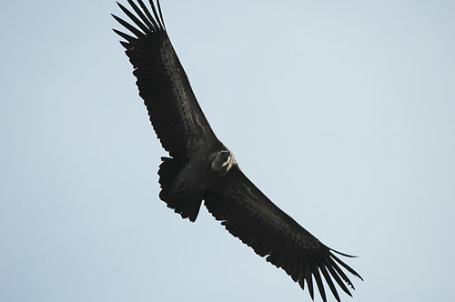 Voltor comú. Buitre leonado (Gyps fulvus)