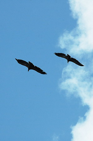 Voltor comú (Gyps fulvus)