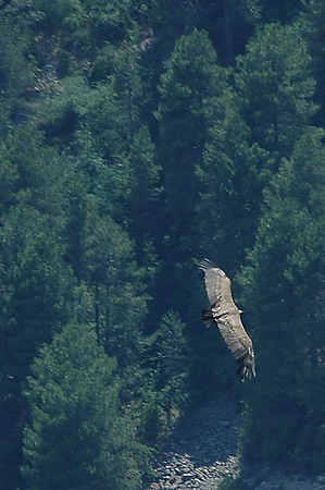 Voltor comú (Gyps fulvus)