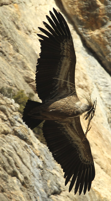 Voltor comú (Gyps fulvus)