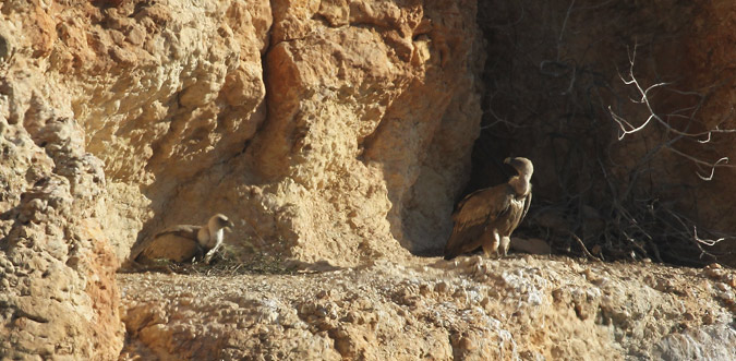 Voltor comú (Gyps fulvus)