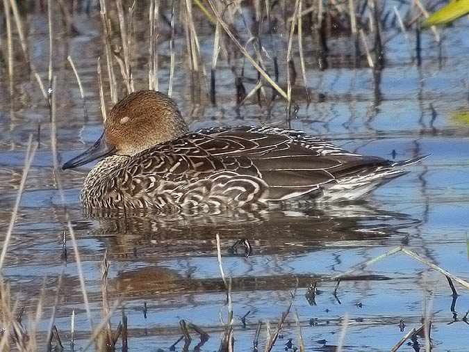 Ànec cuallarg femella (Anas acuta)