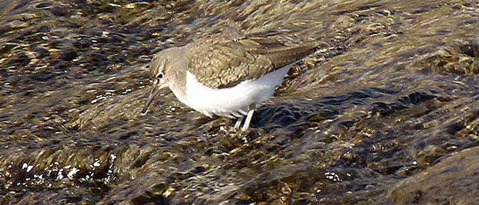 Xivita solitària (Tringa ochropus)