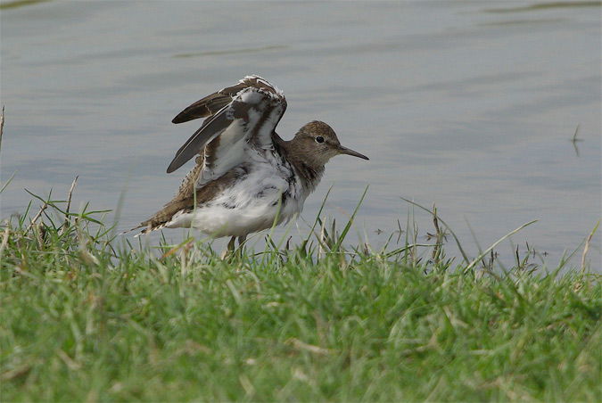 Xivitona(Actitis hypoleucos)