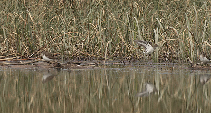 Xivitona vulgar (Actitis hypoleucos)