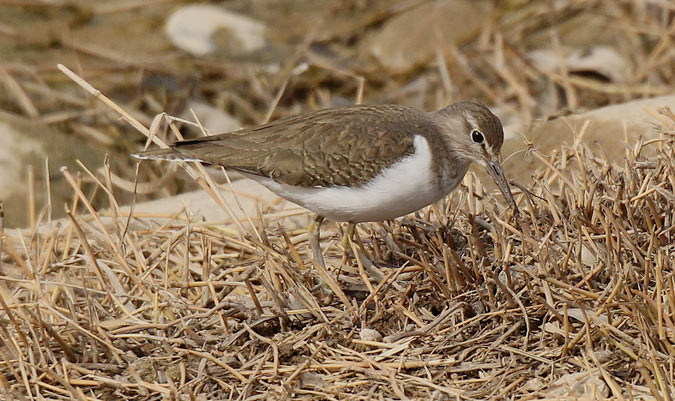 Xivitona vulgar (Actitis hypoleucos)