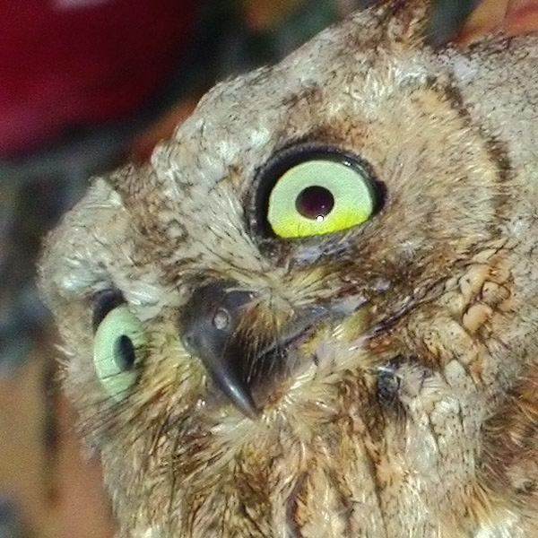 Xot (Otus scops)