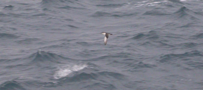 baldriga mediterrànea (Puffinus yelkouan)