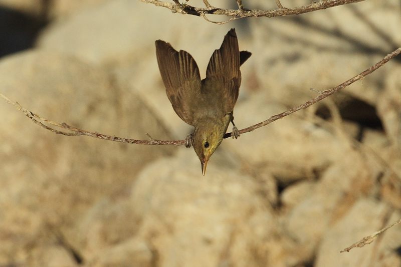 Zarcero comun (Hippolaïs polyglotta)