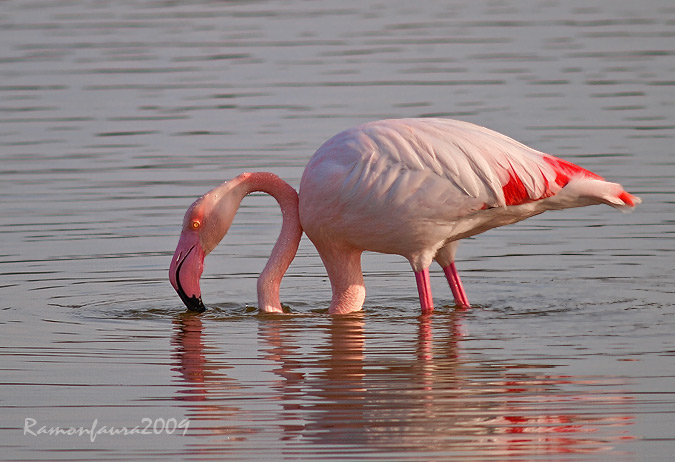 Flamencs al PNAE