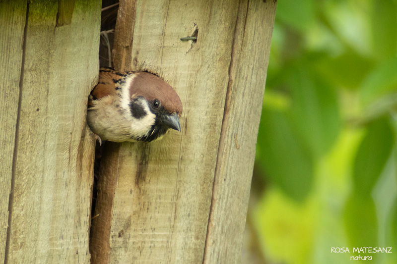 Pardal xarrec (Passer montanus)