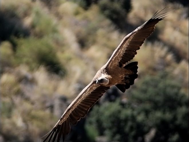 Buitre leonado (Gyps fulvus)