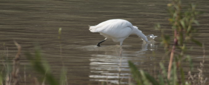 Martinet blanc Egretta garzetta