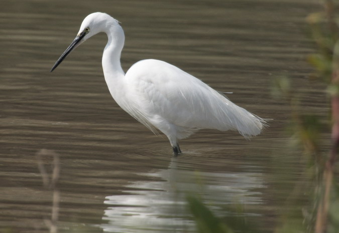 Martinet blanc (Egretta garzetta)