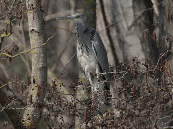 Bernat pescaire (Ardea cinerea),