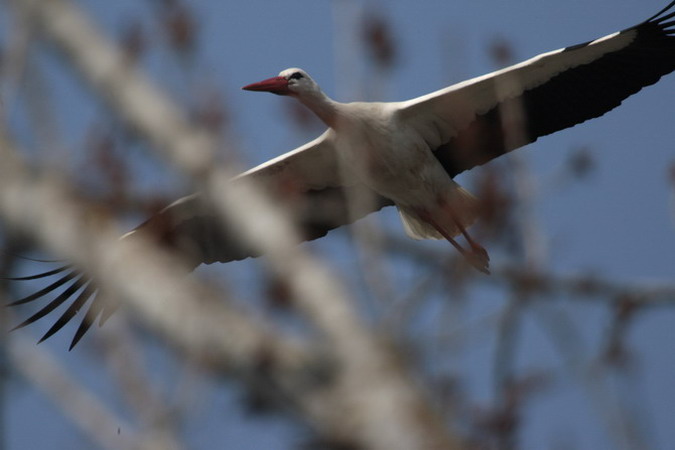 Cigonya blanca (Ciconia ciconia),