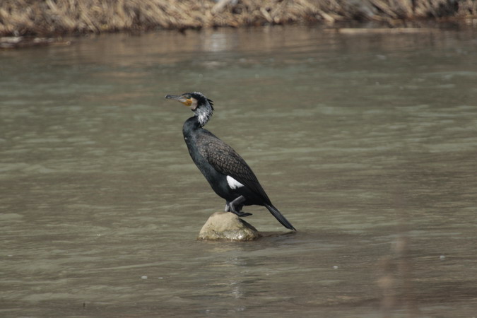 Corb Marí gros phalacrocorax