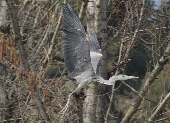 Bernat pescaire (Ardea cinerea)