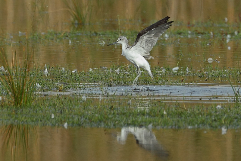 Archibebe claro   (Tringa nebularia)