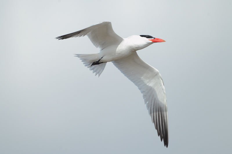 Pagaza piquirroja (Hydroprogne caspia)