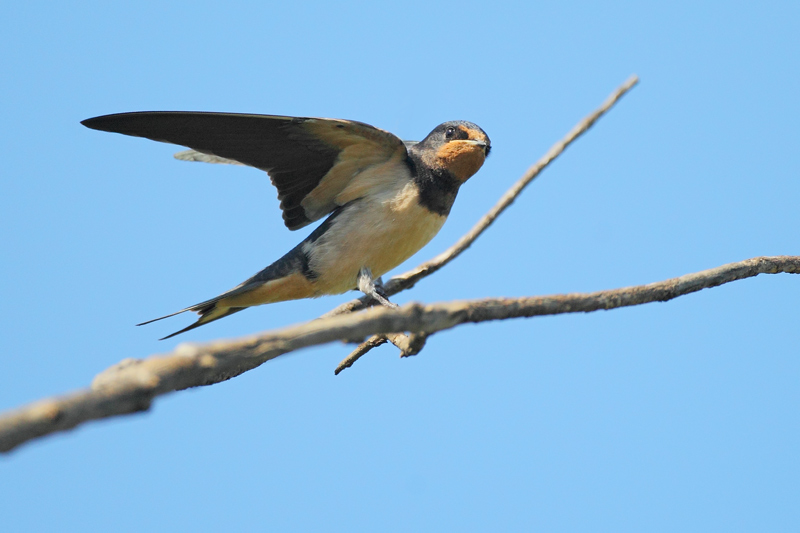 Golondrina común