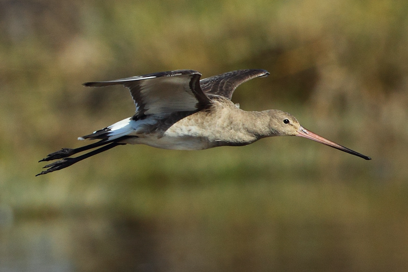 Aguja colipinta (Limosa lapponica)