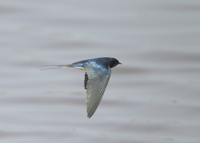 Golondrina comun